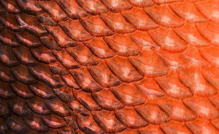 background-Ichthyosis-Vulgaris