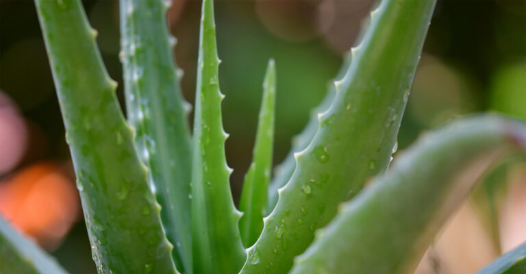 aloe-vera