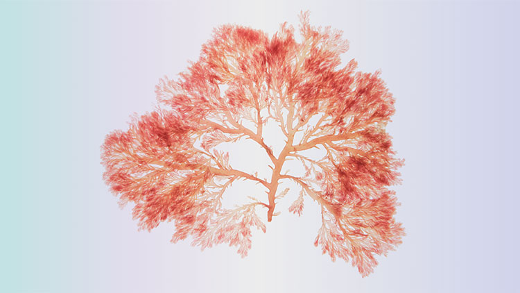 HydroCell_RedAlgae
